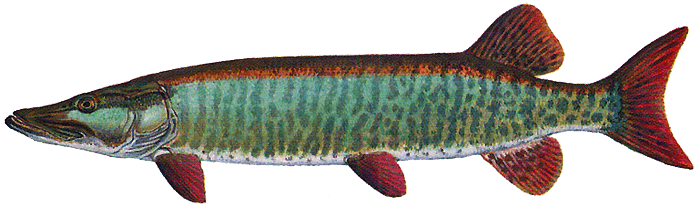 Barred Muskellunge