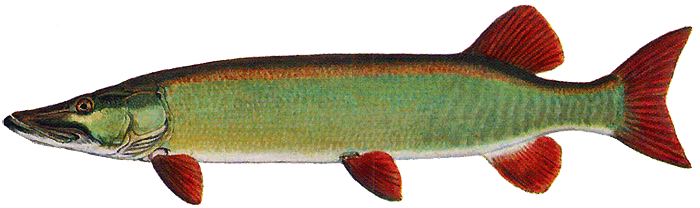 Clear Muskellunge