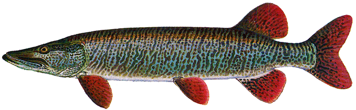 Hybrid "Tiger" Muskellunge